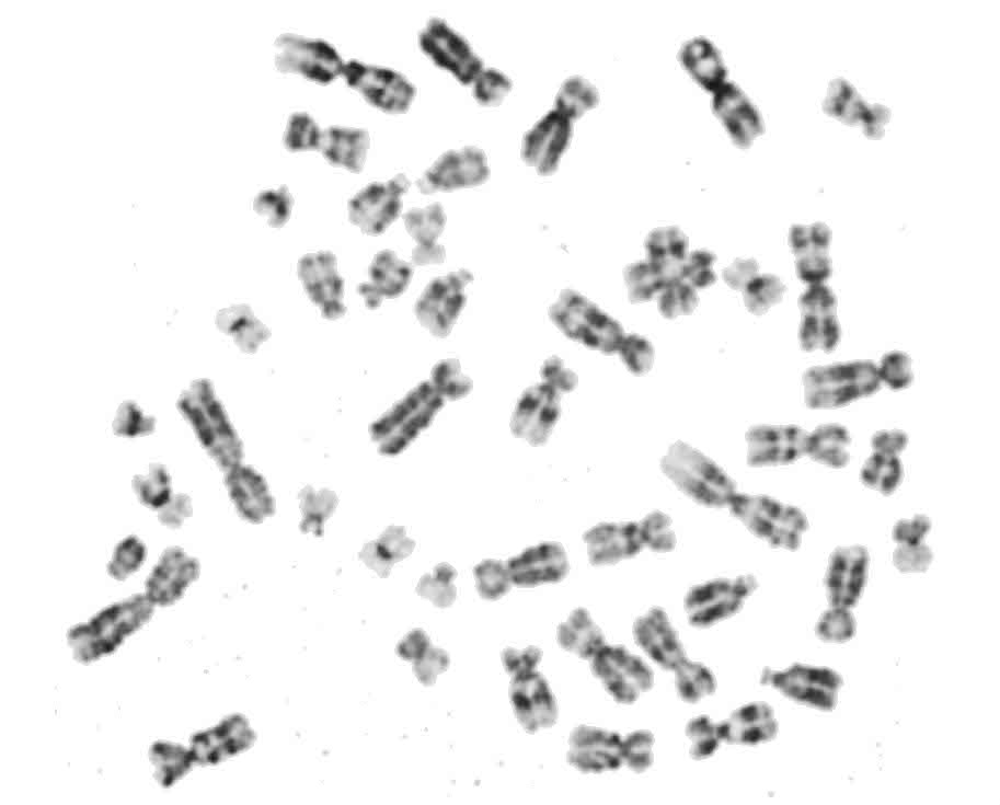 G10t