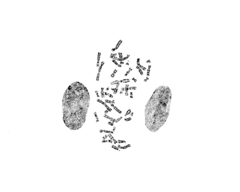 G6